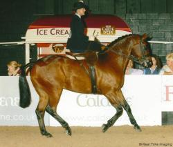 HOYS 2006
